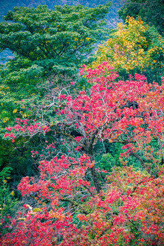 秋天红叶满山