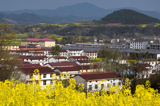 陕西汉中洋县梨园油菜花