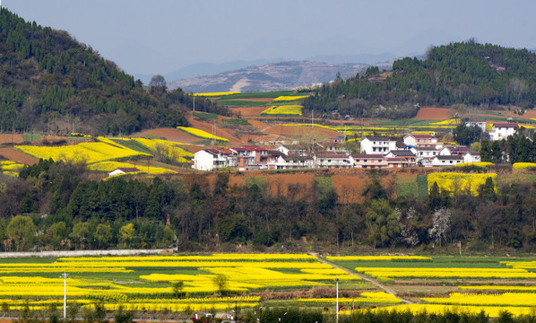 陕西汉中洋梨园油菜花县