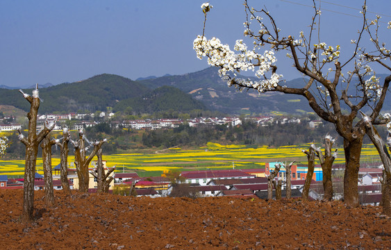 陕西汉中油菜花梨园梨花