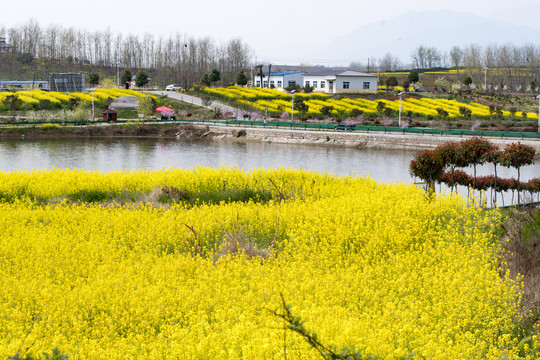 陕西汉中城固油菜花