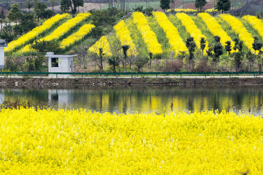 陕西汉中城固油菜花