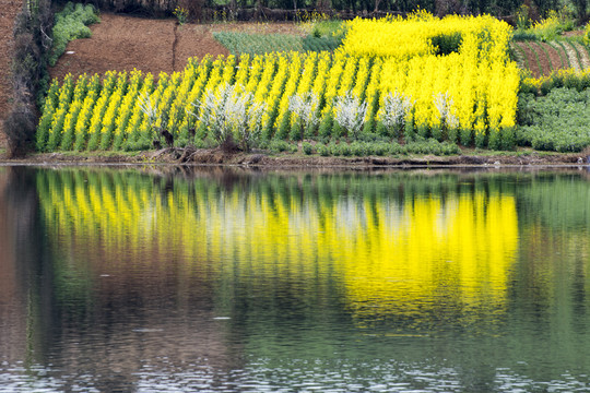 陕西汉中城固油菜花海