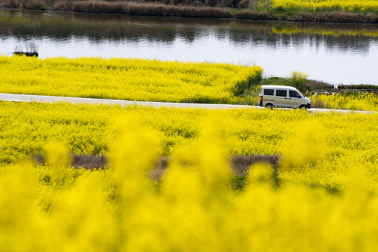 陕西汉中城固油菜花海