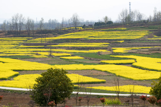 陕西汉中城固油菜花海