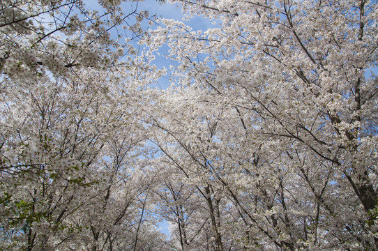 樱花