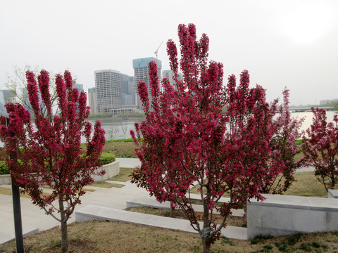 花开龙子湖