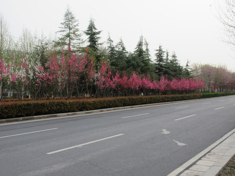 醉美市政鲜花大道