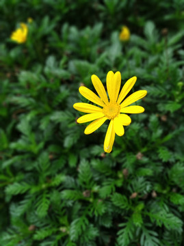 雨后的花