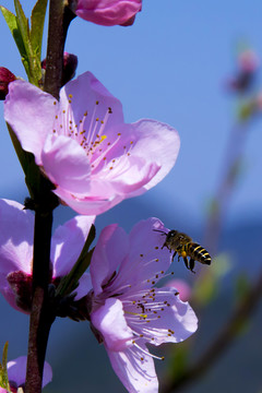 蜜蜂