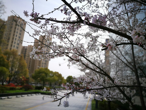 开满樱花的城市绿地