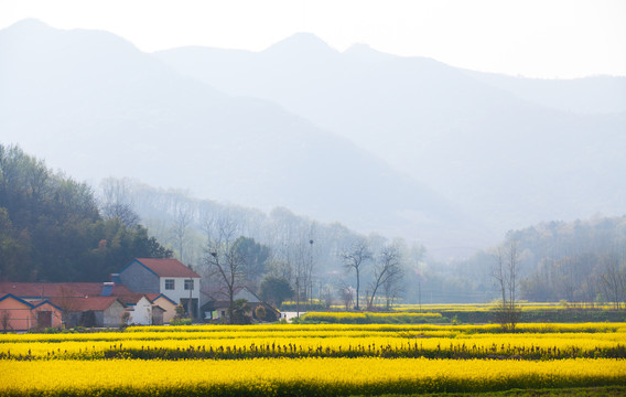 油菜花