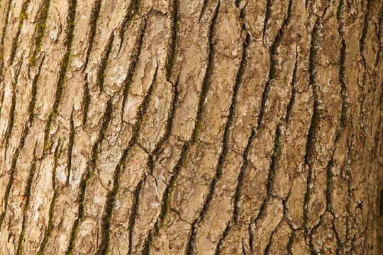 香樟木木纹背景