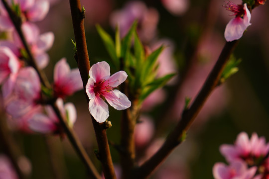 桃花