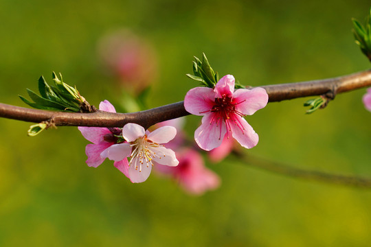 桃花