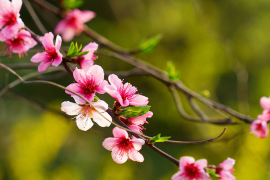 桃花