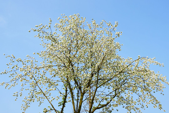 樱花树