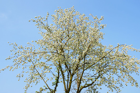 樱花树