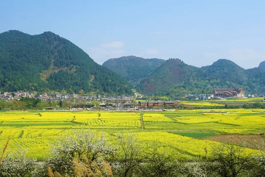 油菜花田