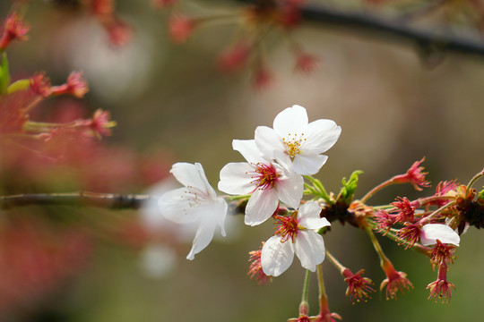 樱花