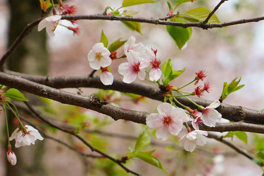 櫻花