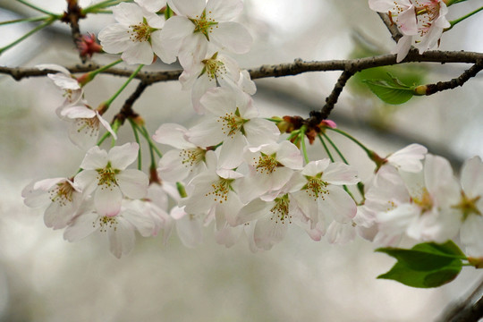 樱花