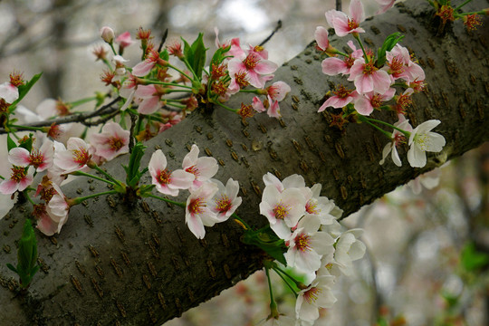 樱花