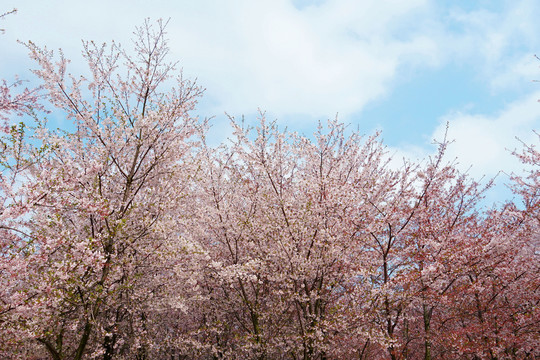 樱花林