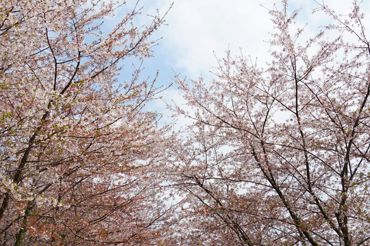 樱花林