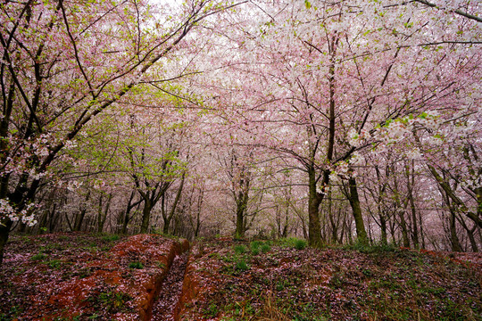 樱花林