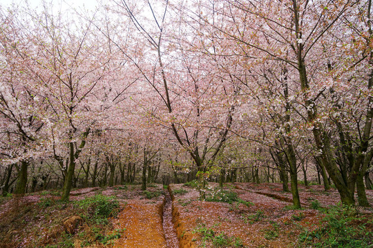 樱花林