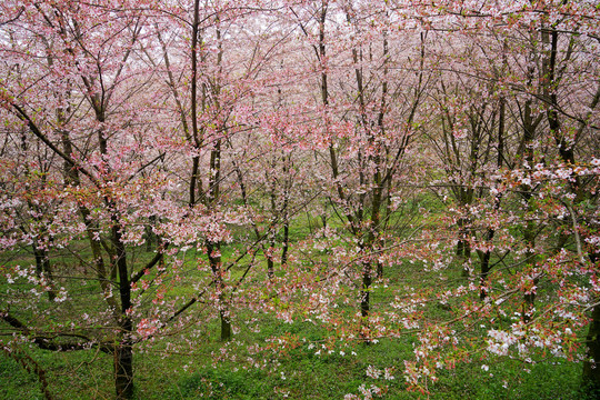 樱花林