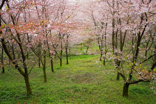 樱花林