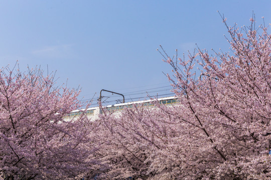 樱花列车