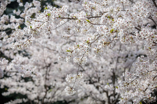 樱花