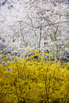 迎春花和樱花