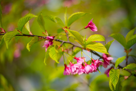 樱花