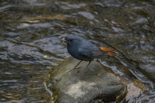 贵阳小车河红尾水鸲