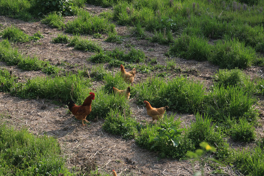 草地上的鸡