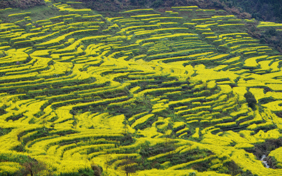 篁岭