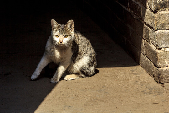 董家岭村村民的猫咪