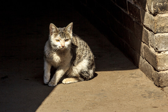 董家岭村村民的猫咪