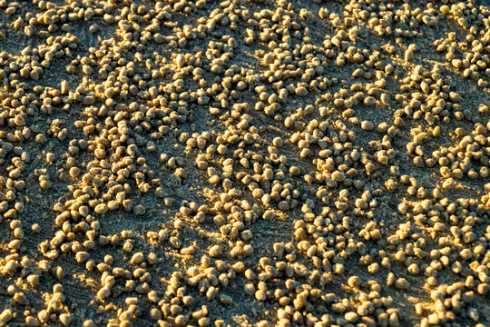 沙滩沙粒