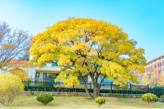 公园秋景