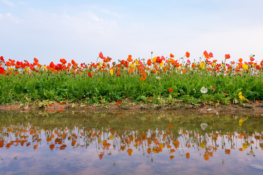 鲜花