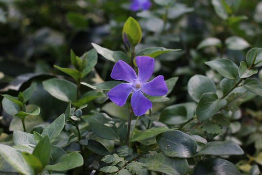 蔓长春花