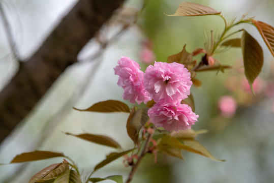 樱花