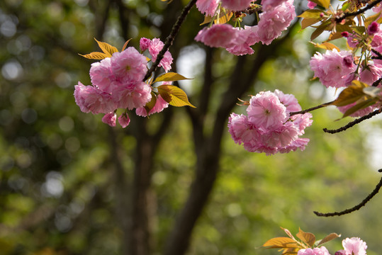 樱花