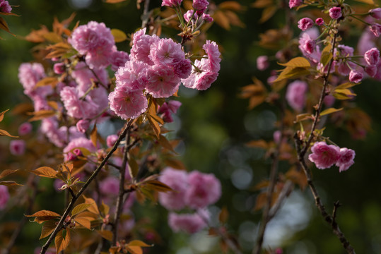 樱花