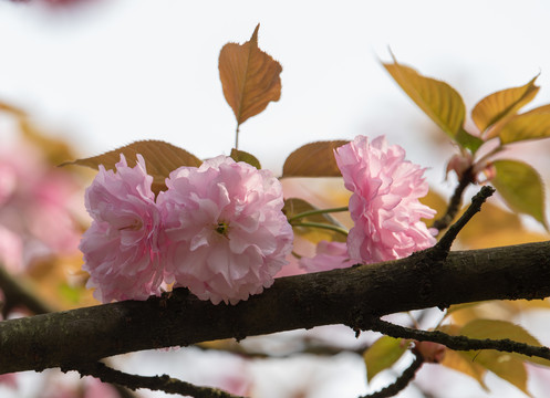 樱花